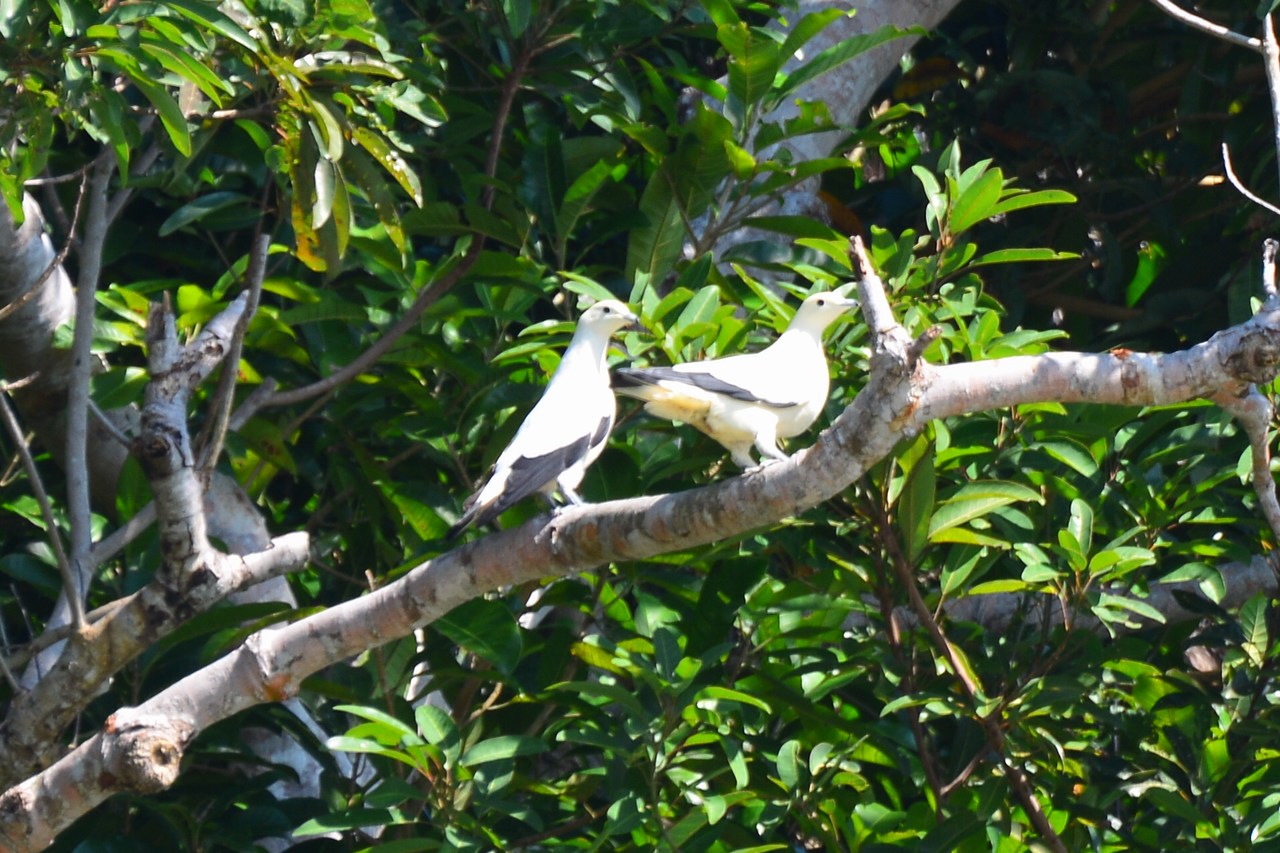 Ducula bicolor Ducula bicolor